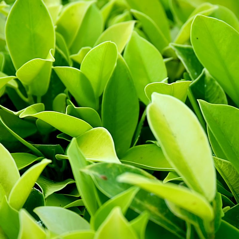Lush green foliage