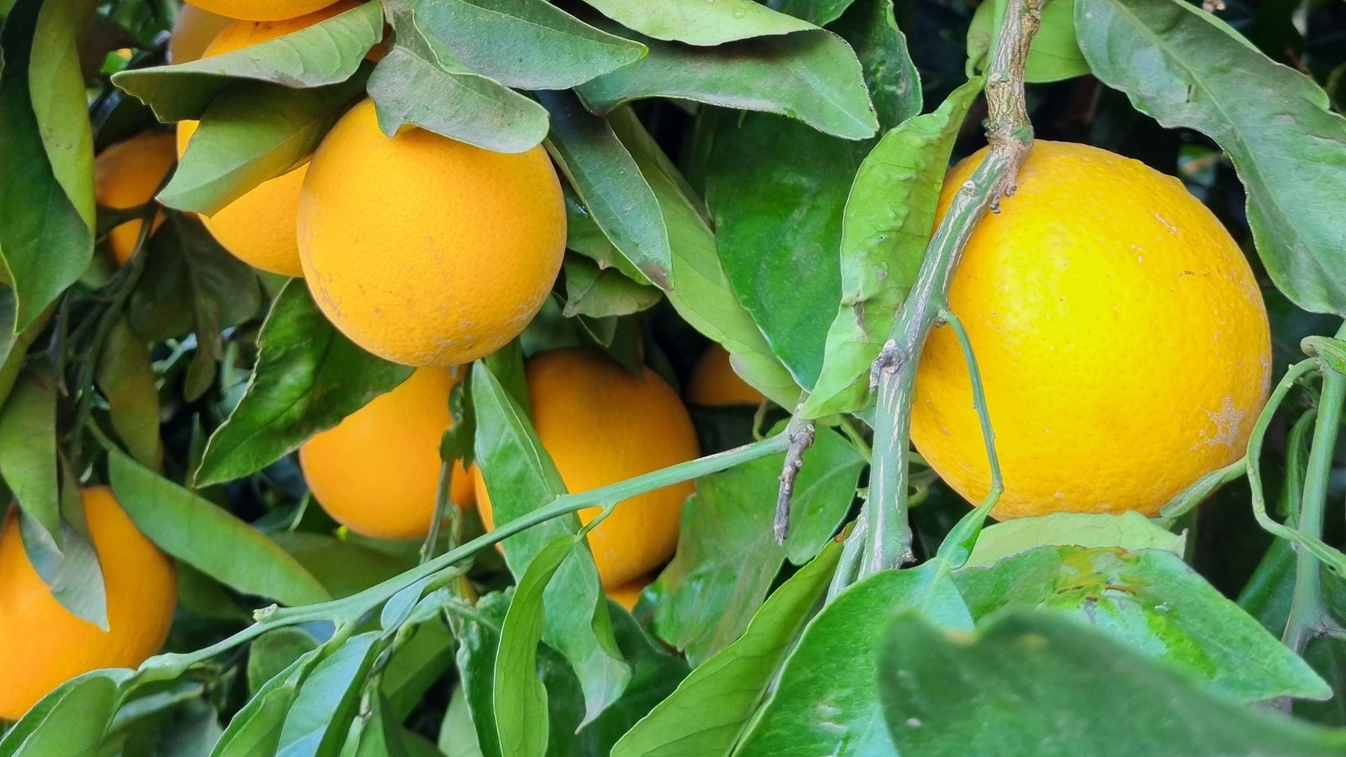 Oranges - SA Fert