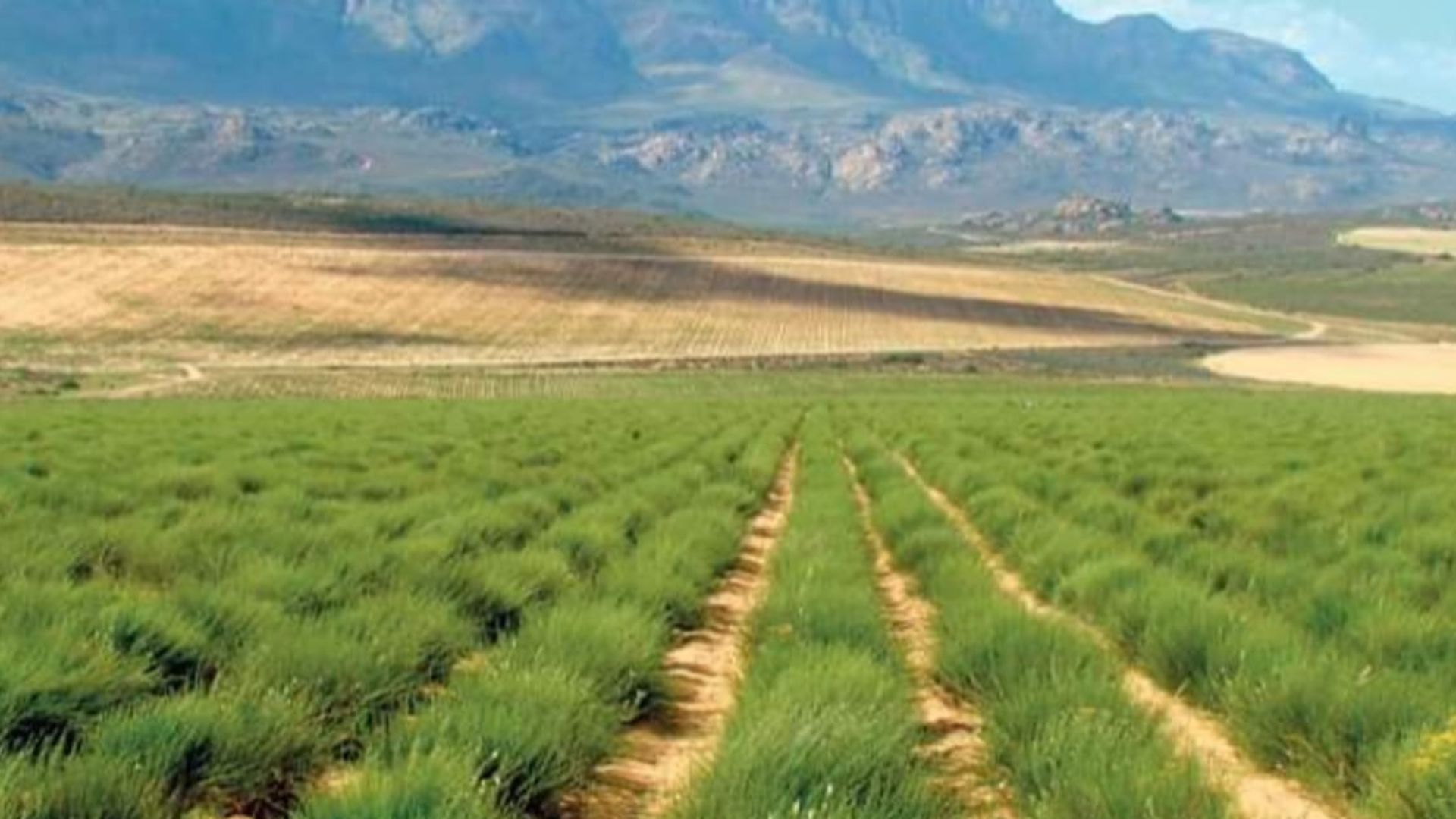 Rooibos Tea - SA Fert