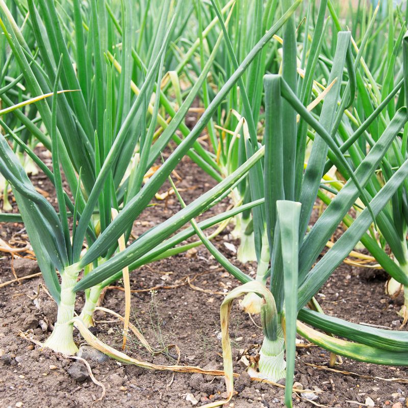 Root development