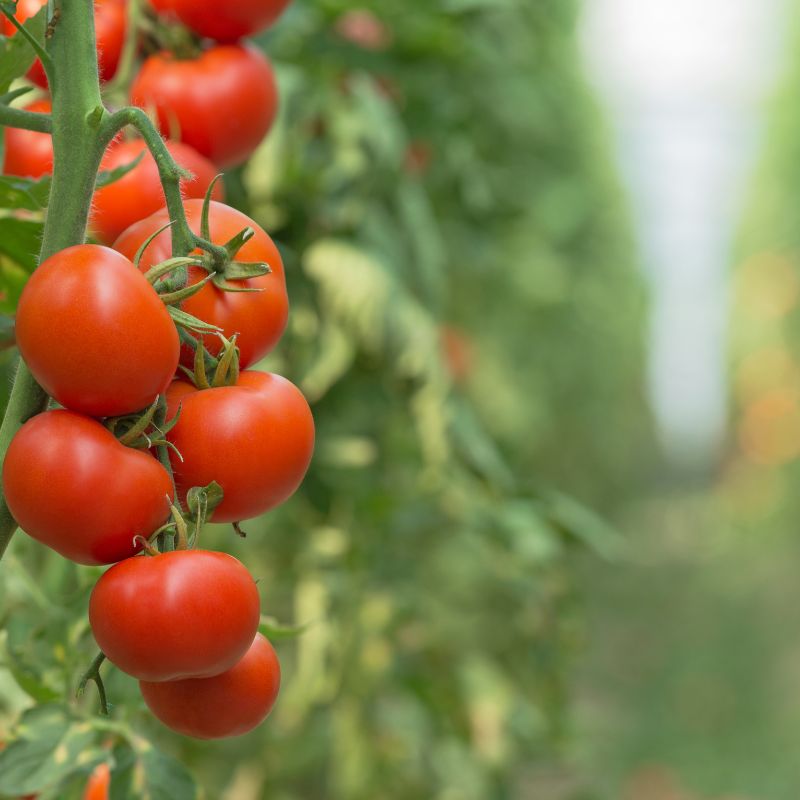 Tomatoes